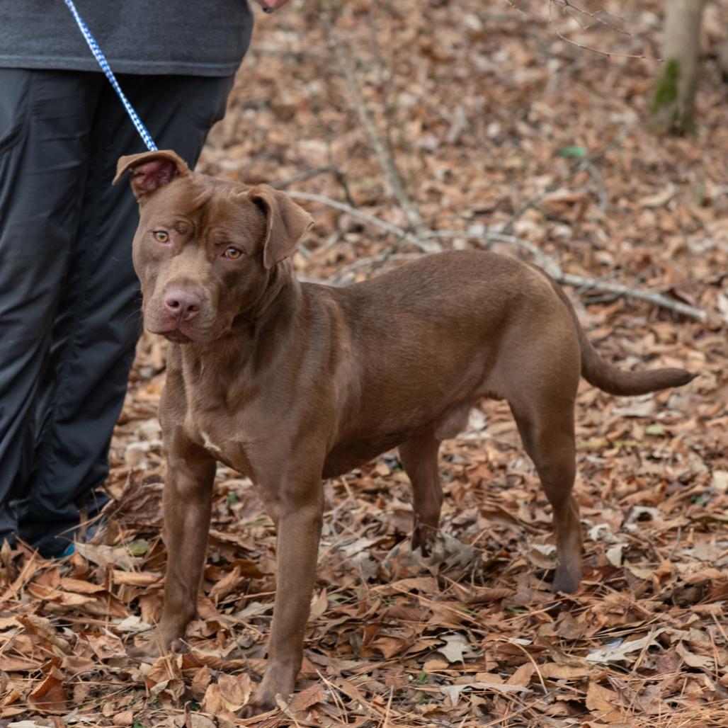 MOOSE-30389, Adoptable, Young Male Pit Bull Terrier.