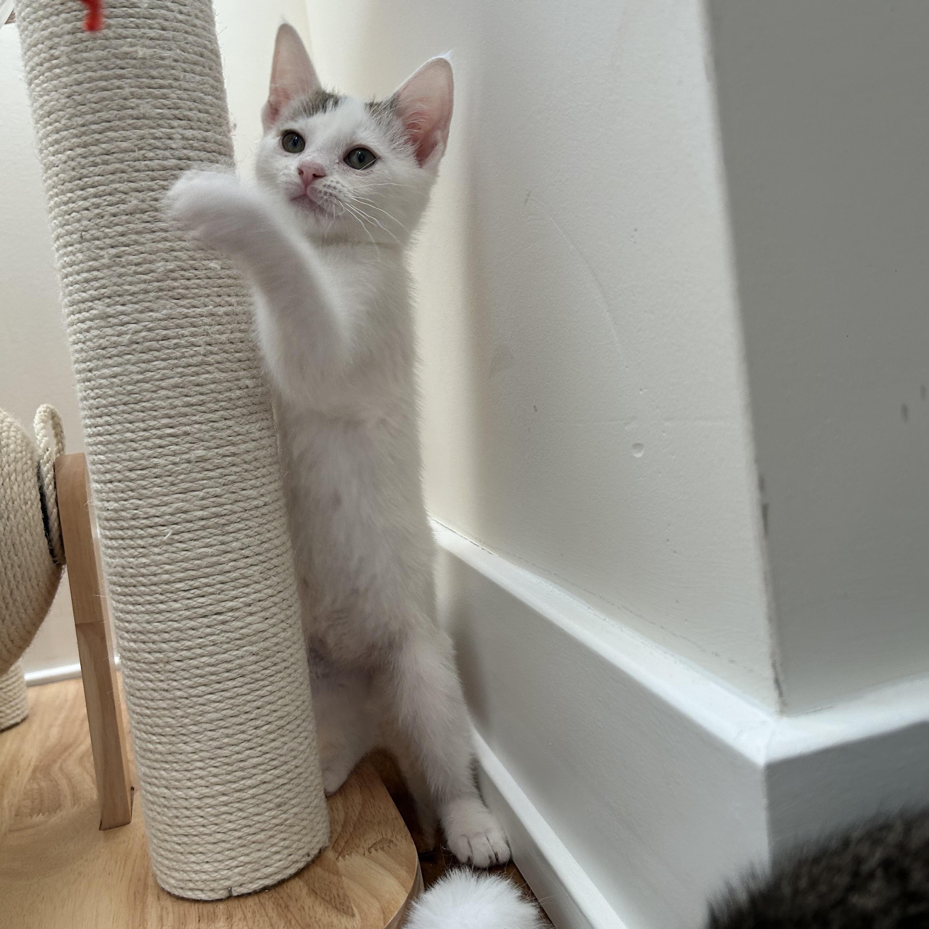 Enlarge Geraldine (bonded w/ Gerard), an adopted Domestic Short Hair in Philadelphia, PA image 2/6