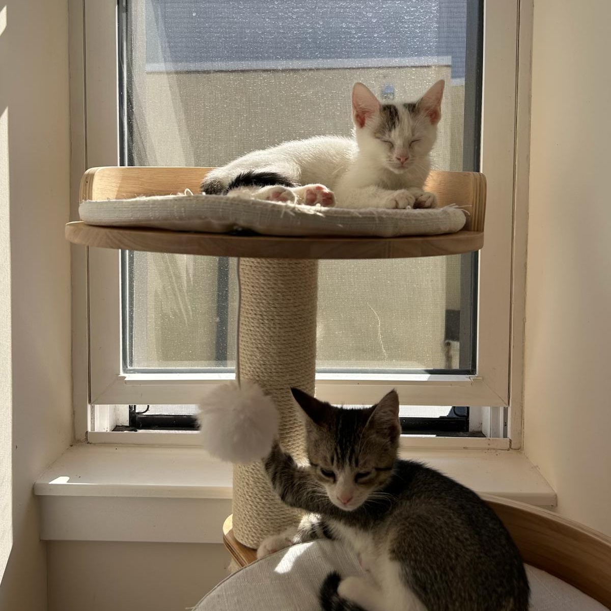 Enlarge Geraldine (bonded w/ Gerard), an adopted Domestic Short Hair in Philadelphia, PA image 3/6