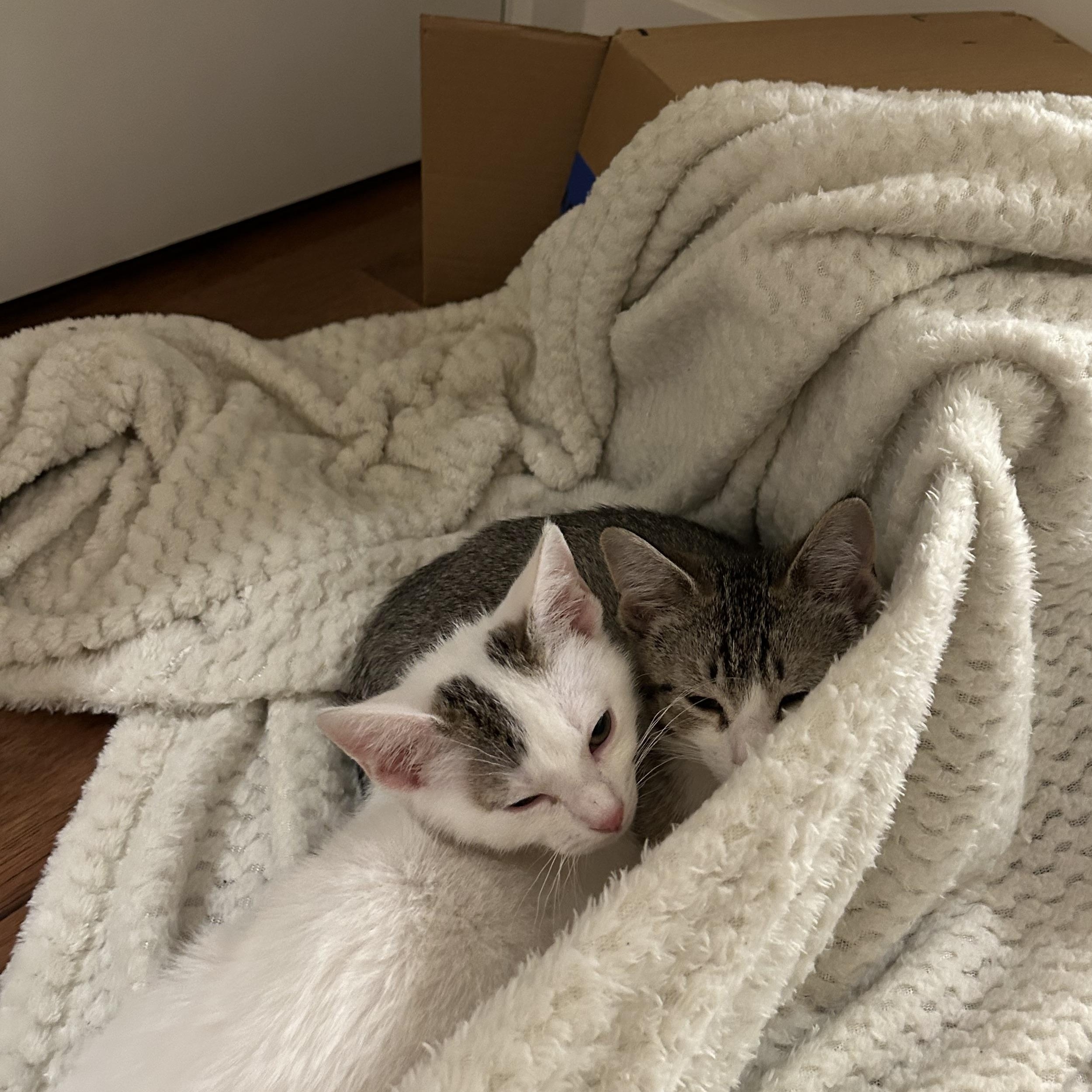 Enlarge Geraldine (bonded w/ Gerard), an adopted Domestic Short Hair in Philadelphia, PA image 4/6