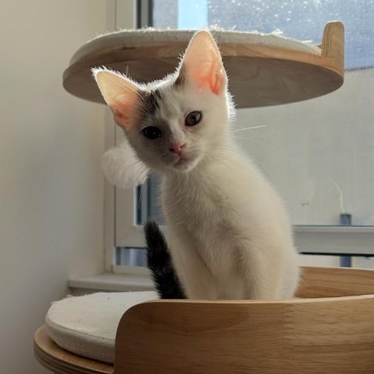 Geraldine, Adoptable, Kitten Female Domestic Short Hair.