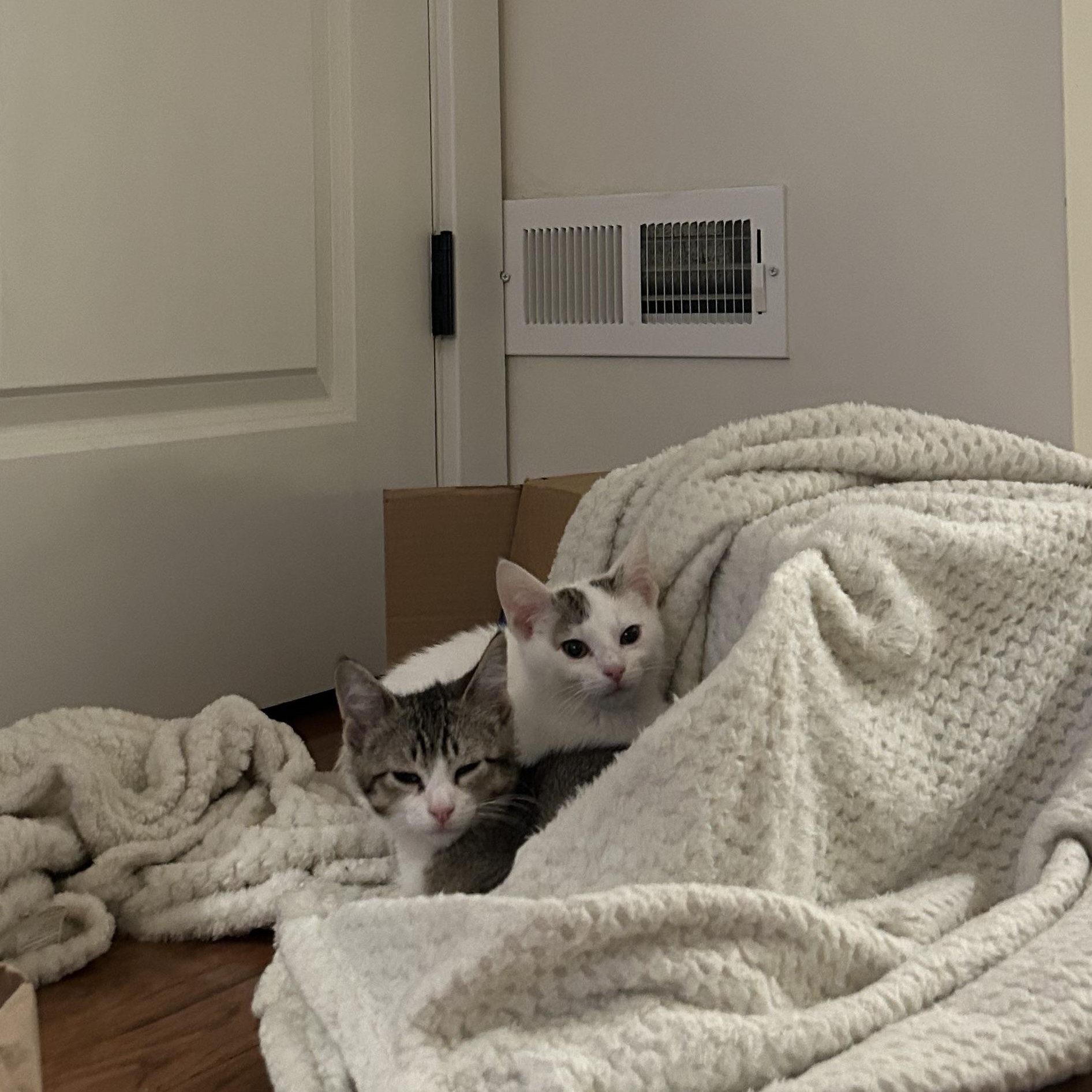 Enlarge Geraldine (bonded w/ Gerard), an adopted Domestic Short Hair in Philadelphia, PA image 6/6