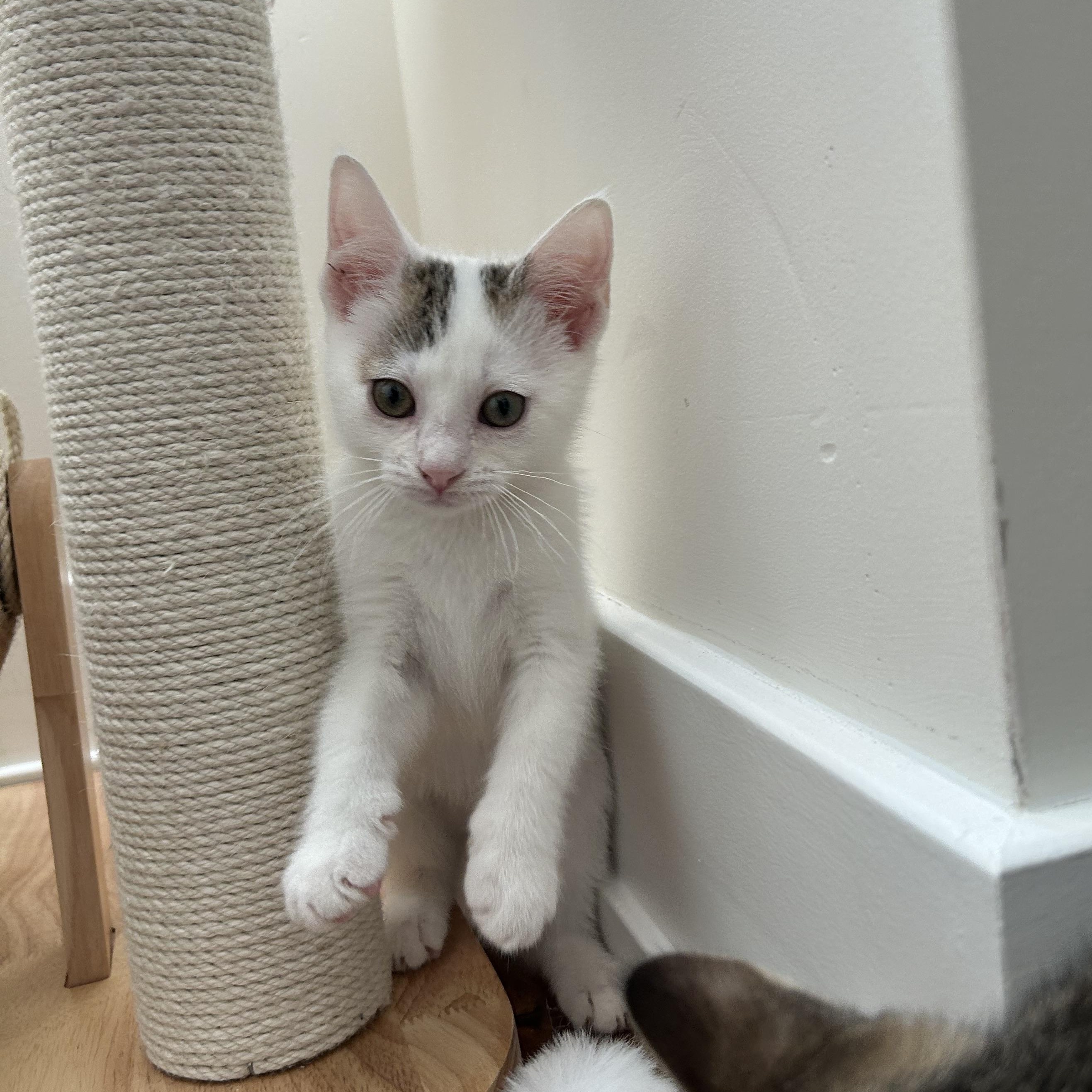 Enlarge Geraldine (bonded w/ Gerard), an adopted Domestic Short Hair in Philadelphia, PA image 1/6