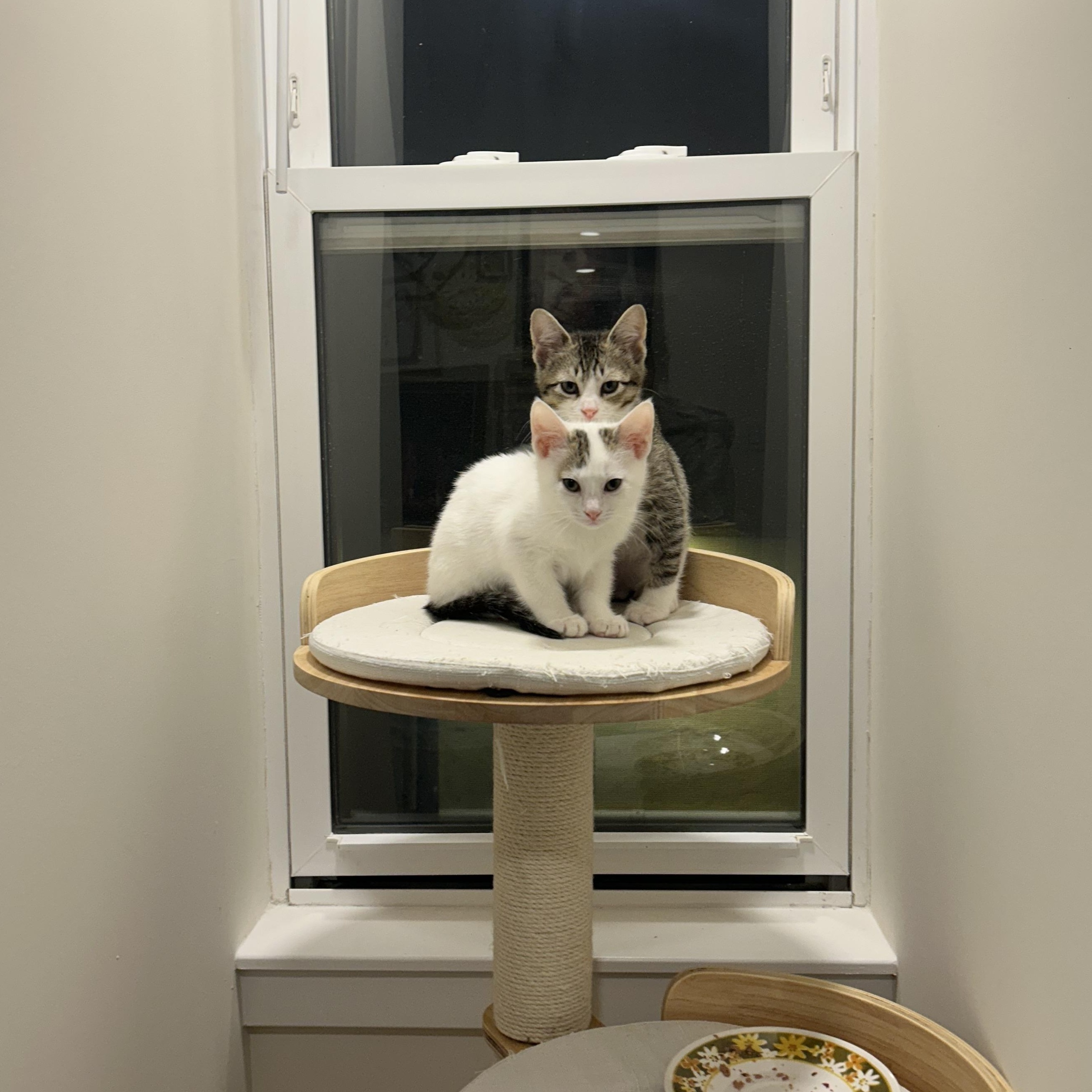 Enlarge Geraldine (bonded w/ Gerard), an adopted Domestic Short Hair in Philadelphia, PA image 5/6