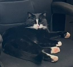 Enlarge Trix, a Adoptable Domestic Short Hair in Sayville, NY image 4/6