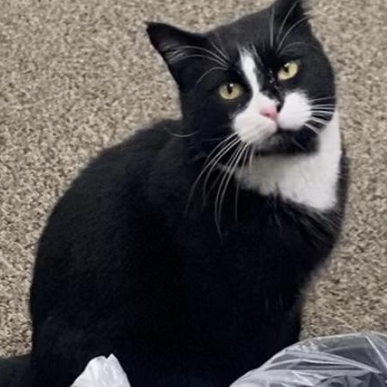 Enlarge Trix, an adopted Domestic Short Hair in Sayville, NY image 1/6