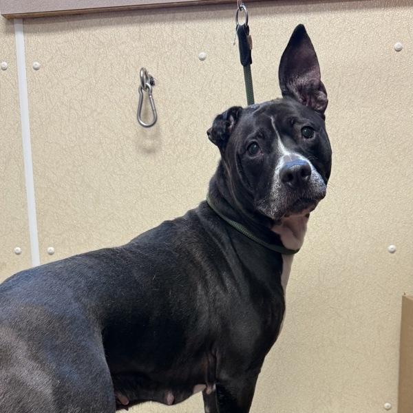 Enlarge Lola, a Adoptable mixed breed in Salisbury, MD image 2/2