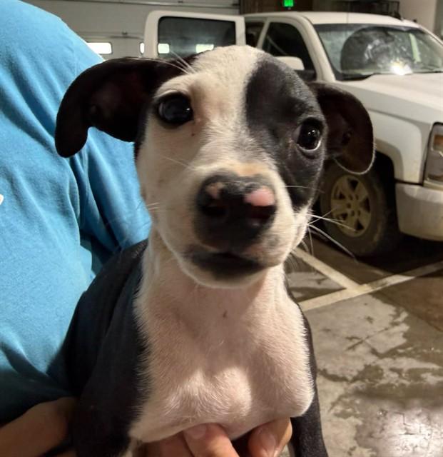 GEDDY LEE, Adoptable, Puppy Male Pit Bull Terrier & Chihuahua.
