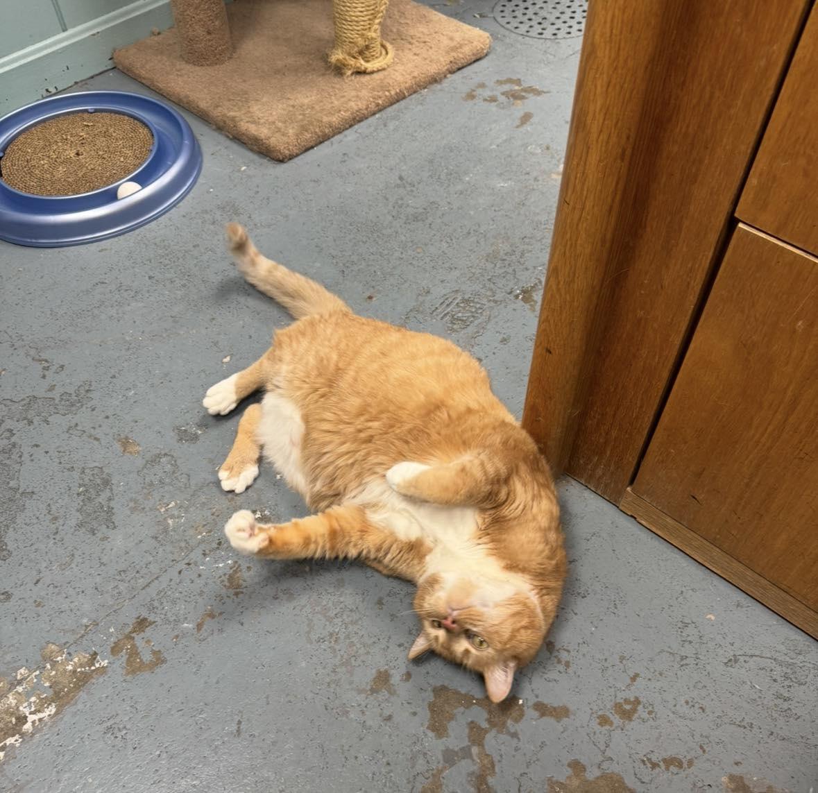 Mr. Moo Moo, a ADOPTABLE Domestic Short Hair in Canton, MA image 3/3