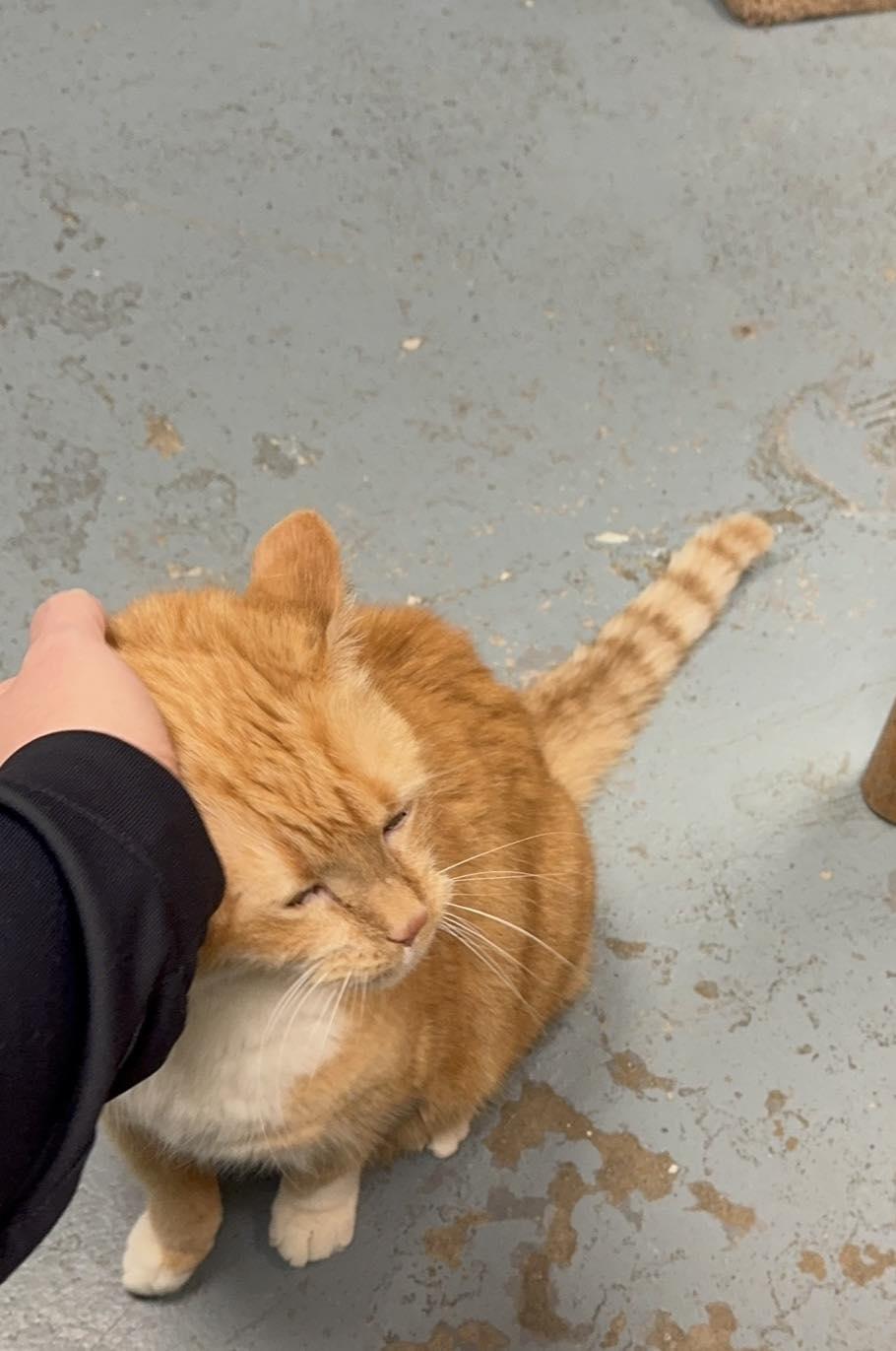 Mr. Moo Moo, ADOPTABLE, Senior Male Domestic Short Hair.
