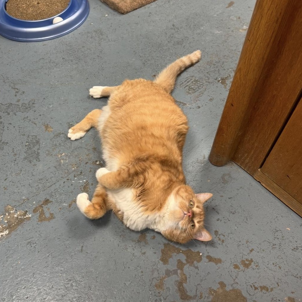 Mr. Moo Moo, a ADOPTABLE Domestic Short Hair in Canton, MA image 2/3