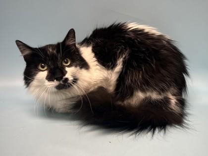 Jason, Adoptable, Adult Male Domestic Medium Hair.