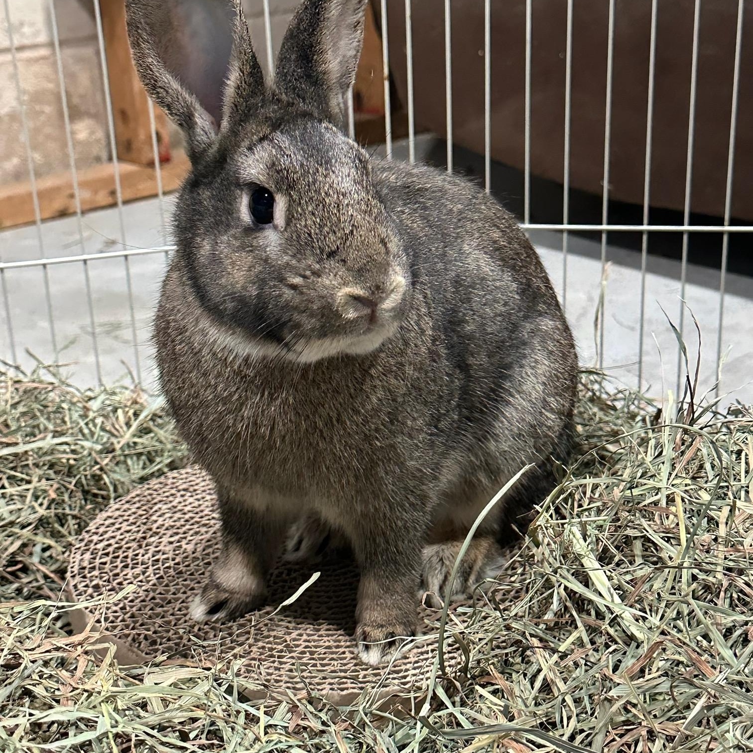 HERSCH, Young Male unknown