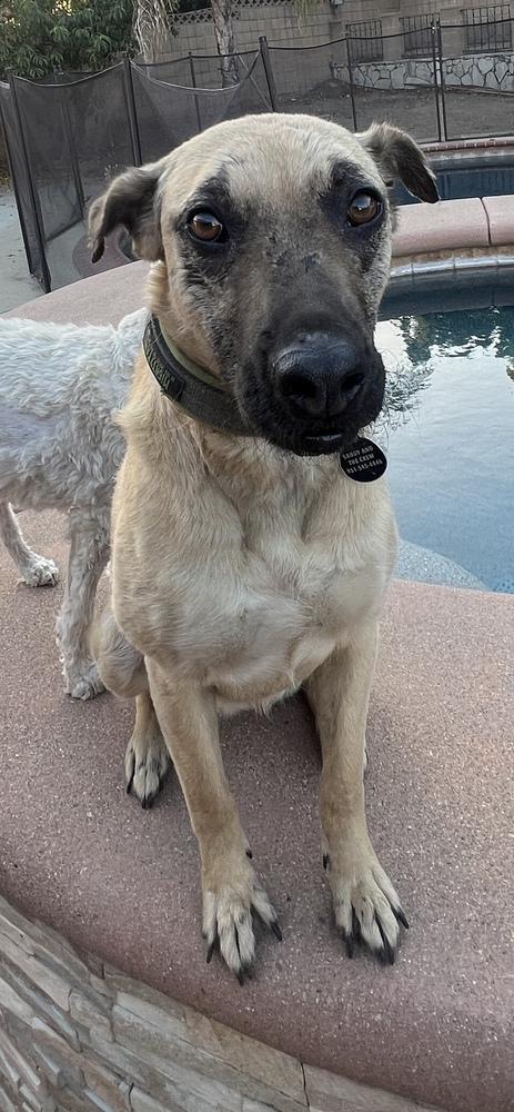 Enlarge NALA, a Adoptable mixed breed in Pomona, CA image 1/4