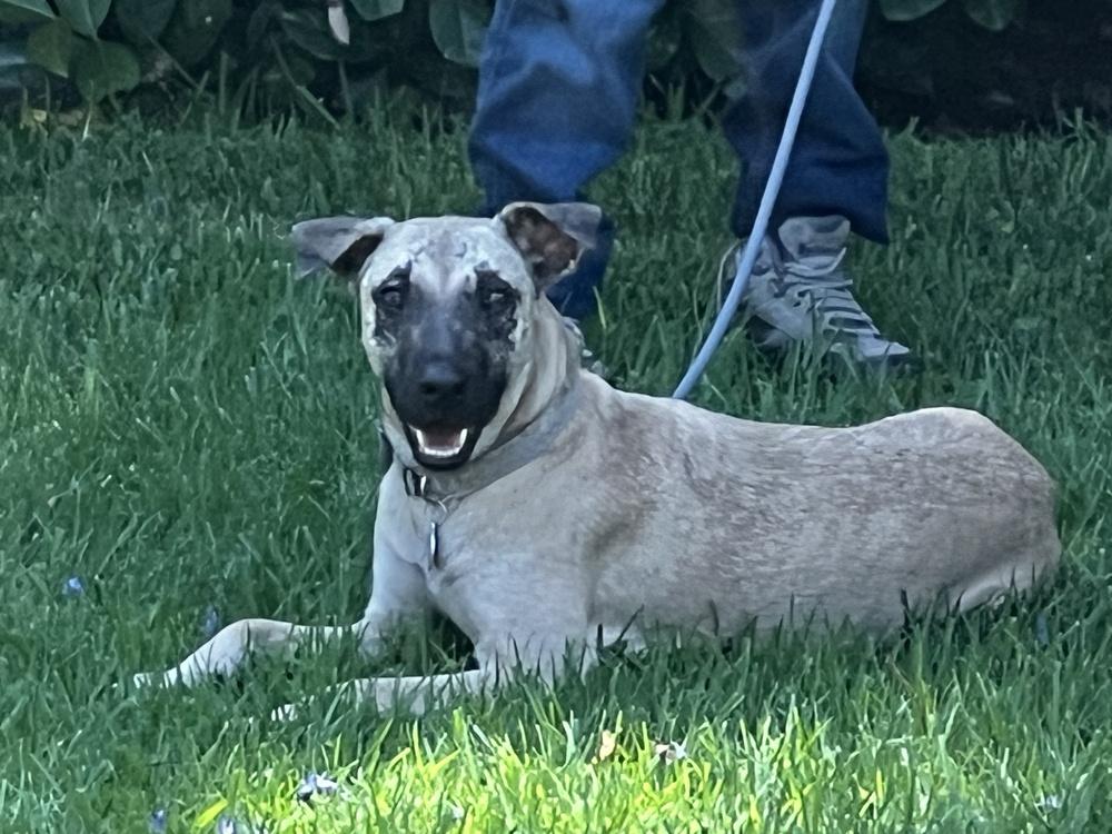 NALA, Adoptable, Adult Female Shepherd & Shepherd.