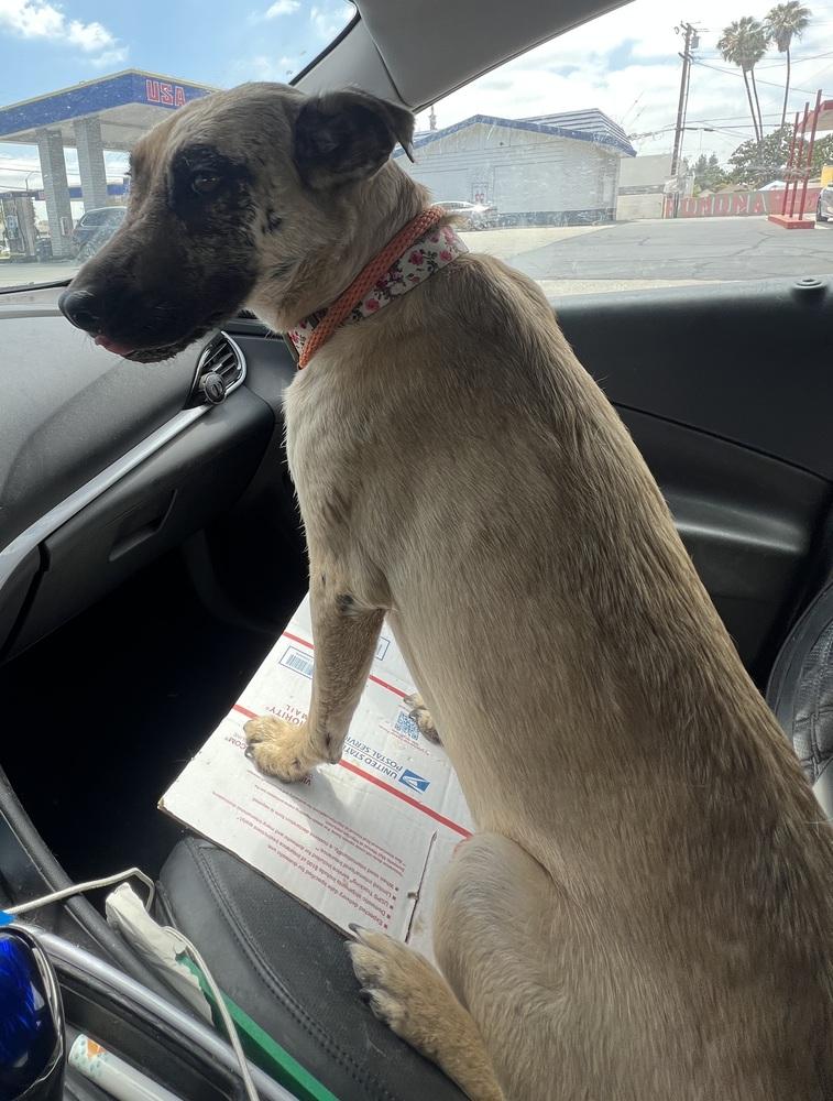 Enlarge NALA, a Adoptable mixed breed in Pomona, CA image 2/5