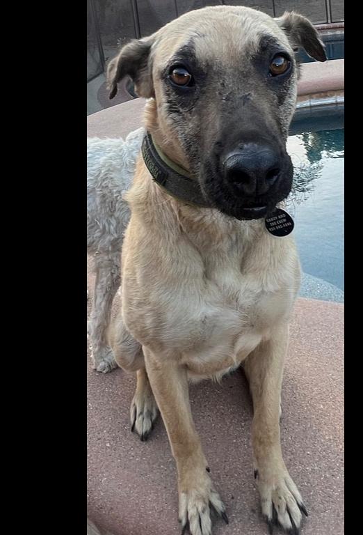 Enlarge NALA, a Adoptable mixed breed in Pomona, CA image 4/5