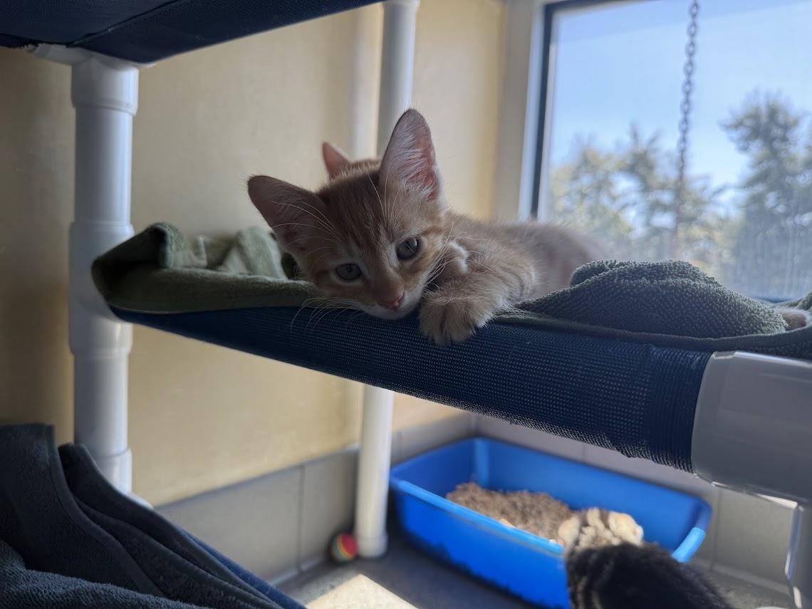 Enlarge Stokley, a Adoptable Domestic Short Hair in Berkeley, CA image 3/5