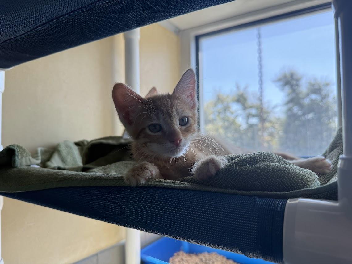 Enlarge Stokley, a Adoptable Domestic Short Hair in Berkeley, CA image 1/5