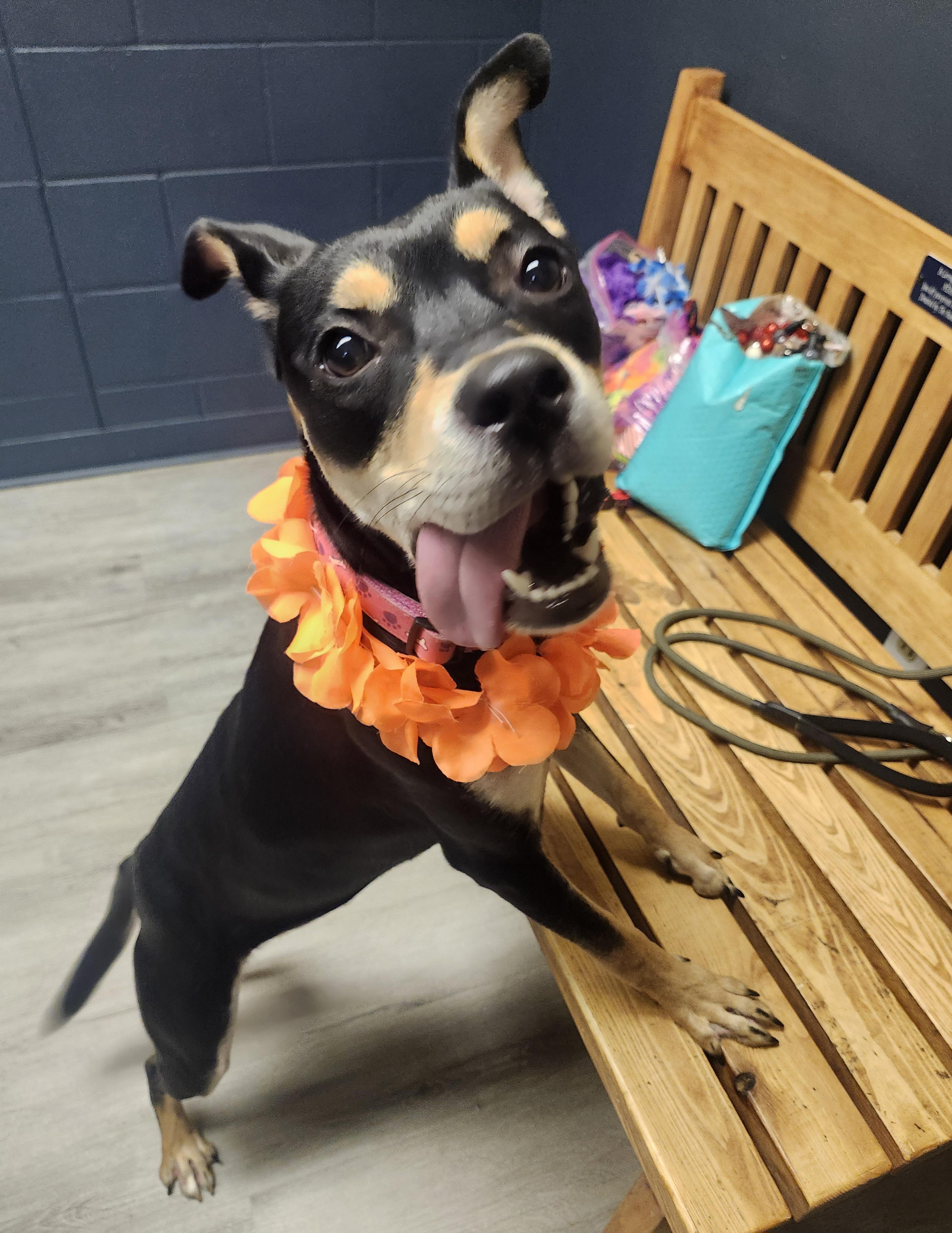 Enlarge Baby Bell, a Adoptable mixed breed in Mansfield, OH image 2/4