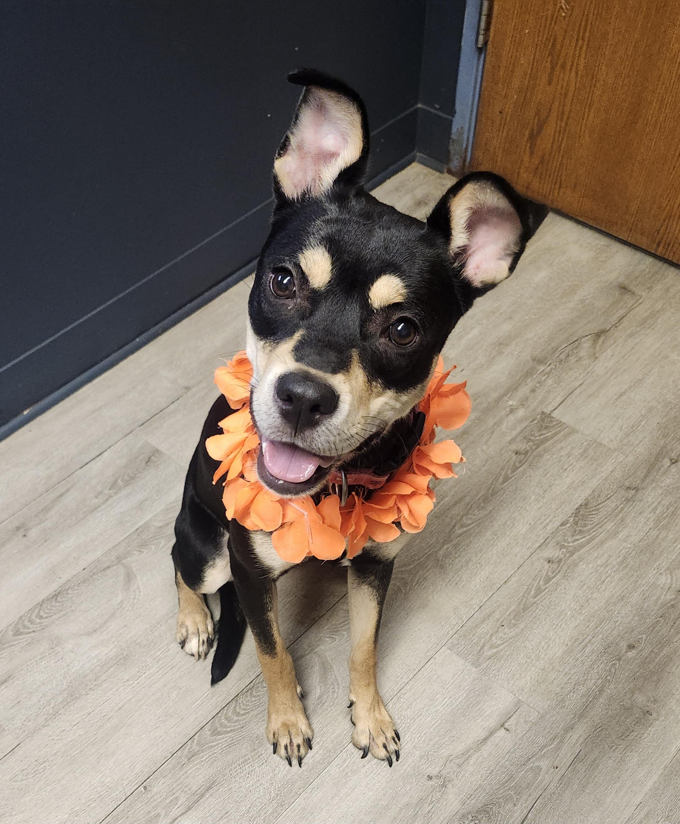 Baby Bell, Adoptable, Young Female Shepherd & Rottweiler.