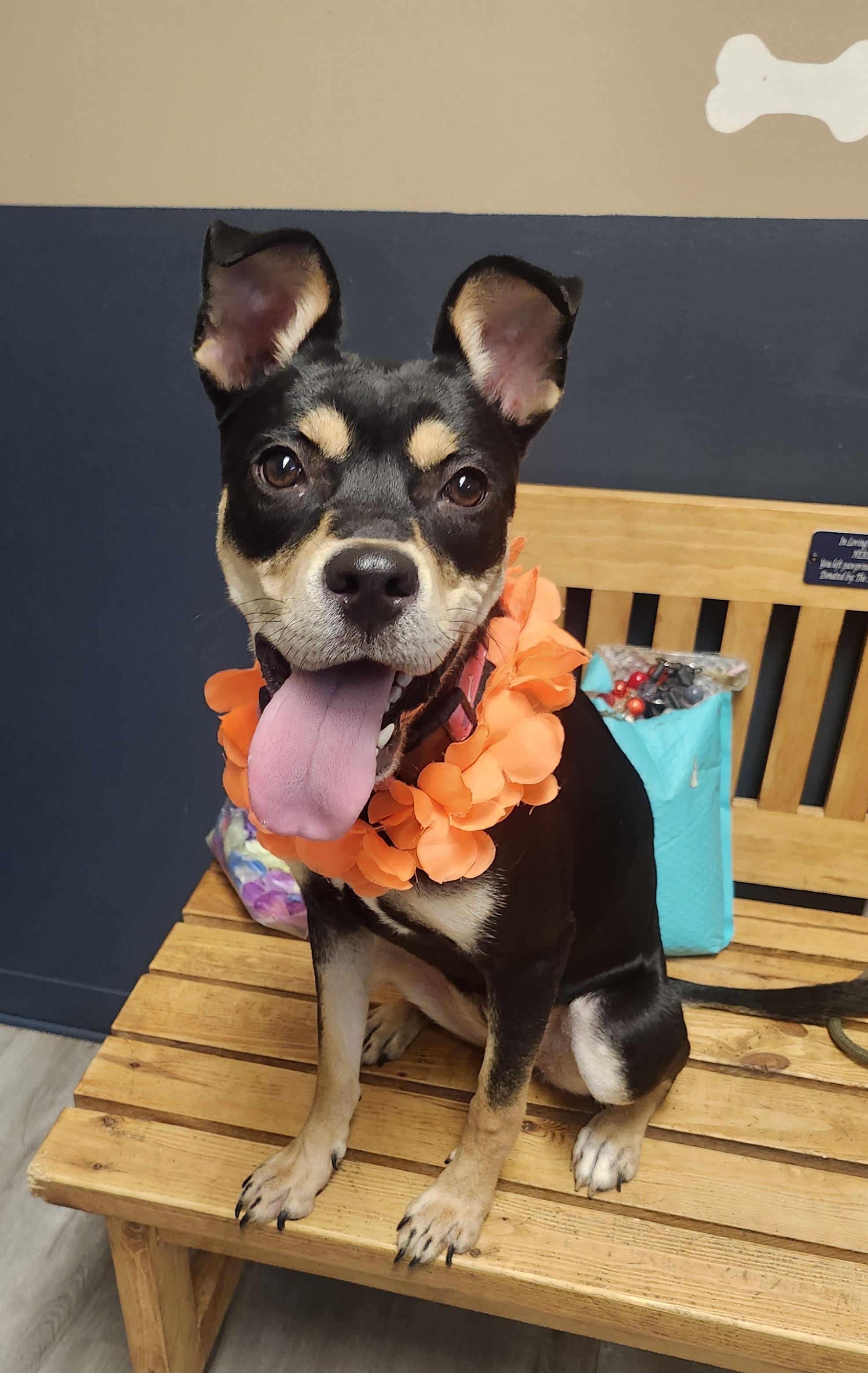 Enlarge Baby Bell, a Adoptable mixed breed in Mansfield, OH image 3/4