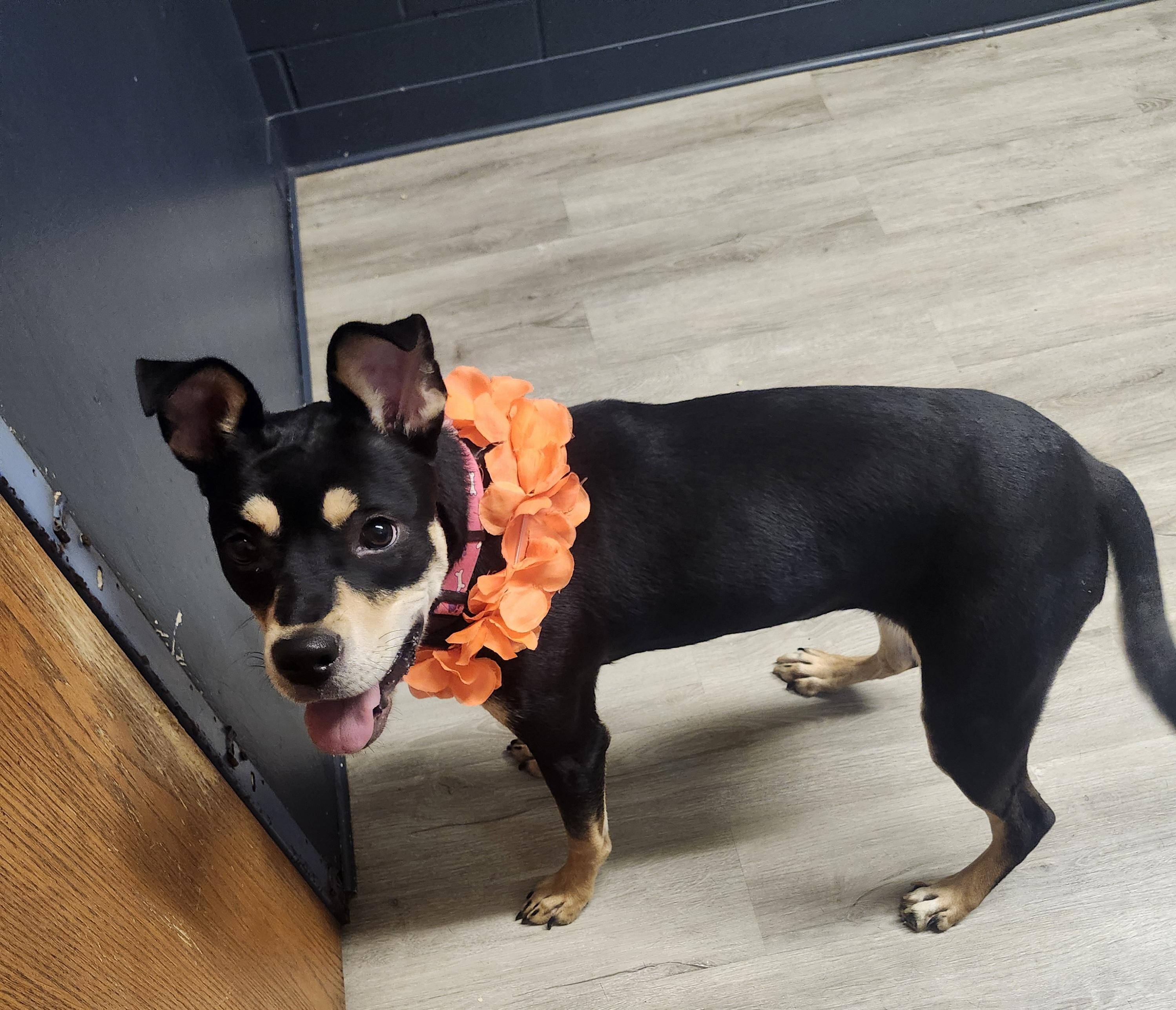 Enlarge Baby Bell, a Adoptable mixed breed in Mansfield, OH image 4/4