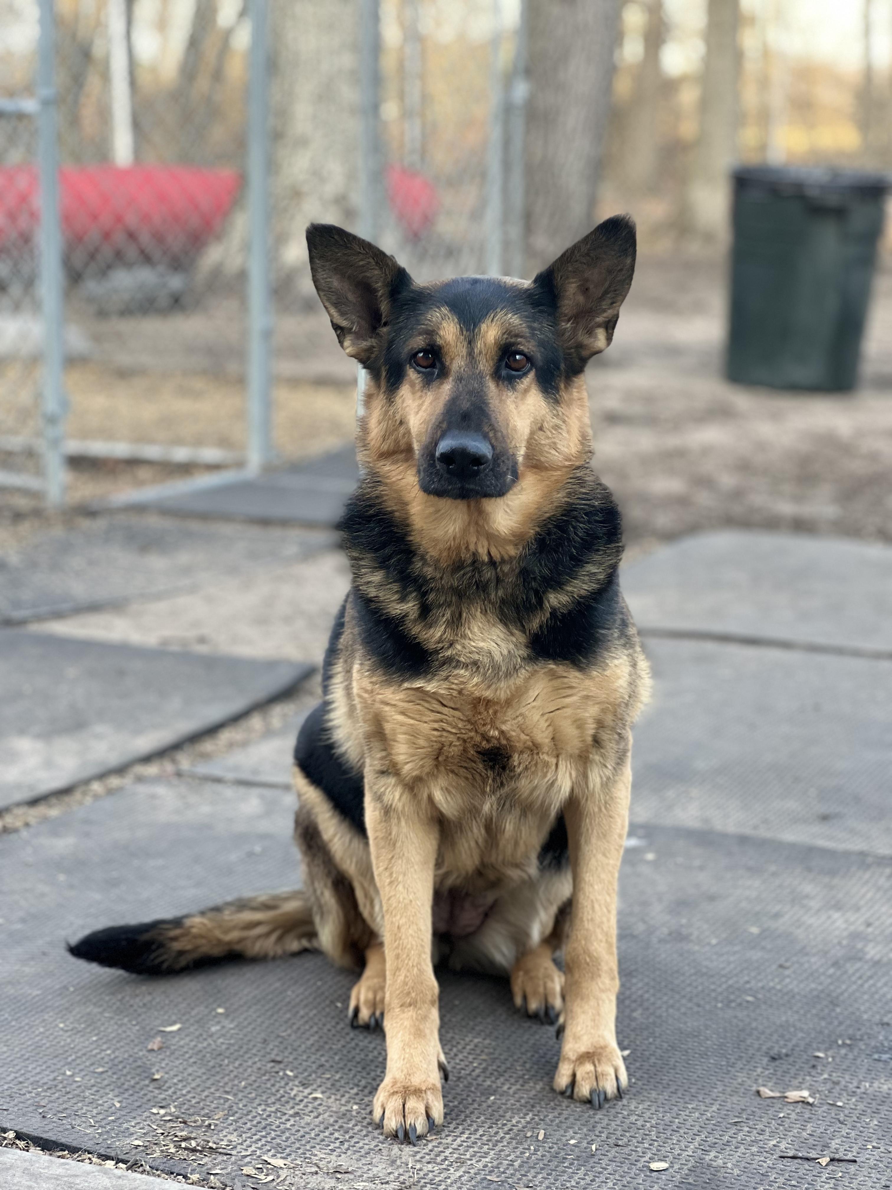 Loki, adopted, Adult Female German Shepherd Dog.