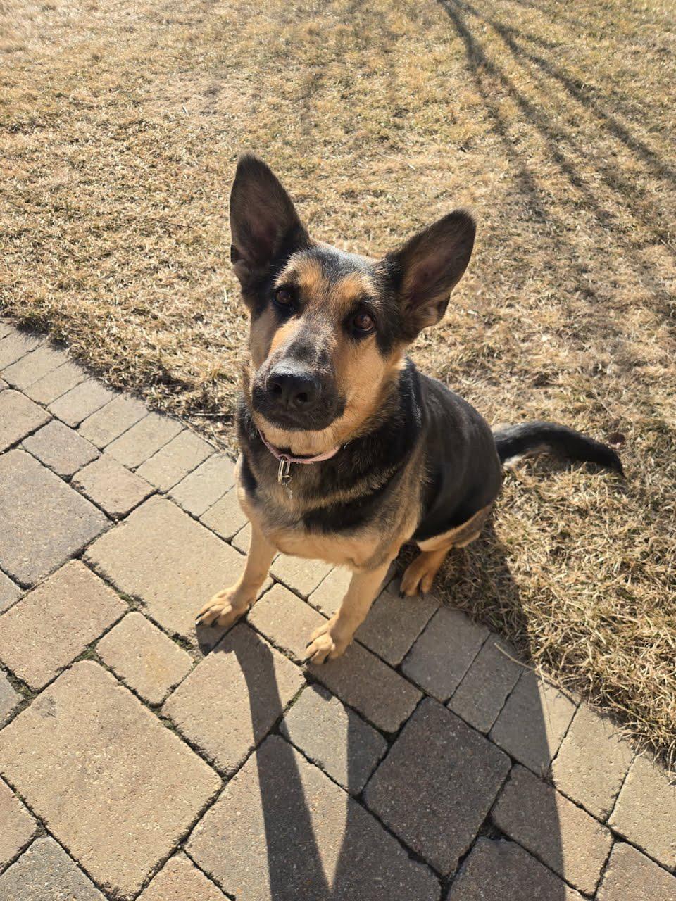 Loki, an adopted German Shepherd Dog in Oswego, IL image 2/4