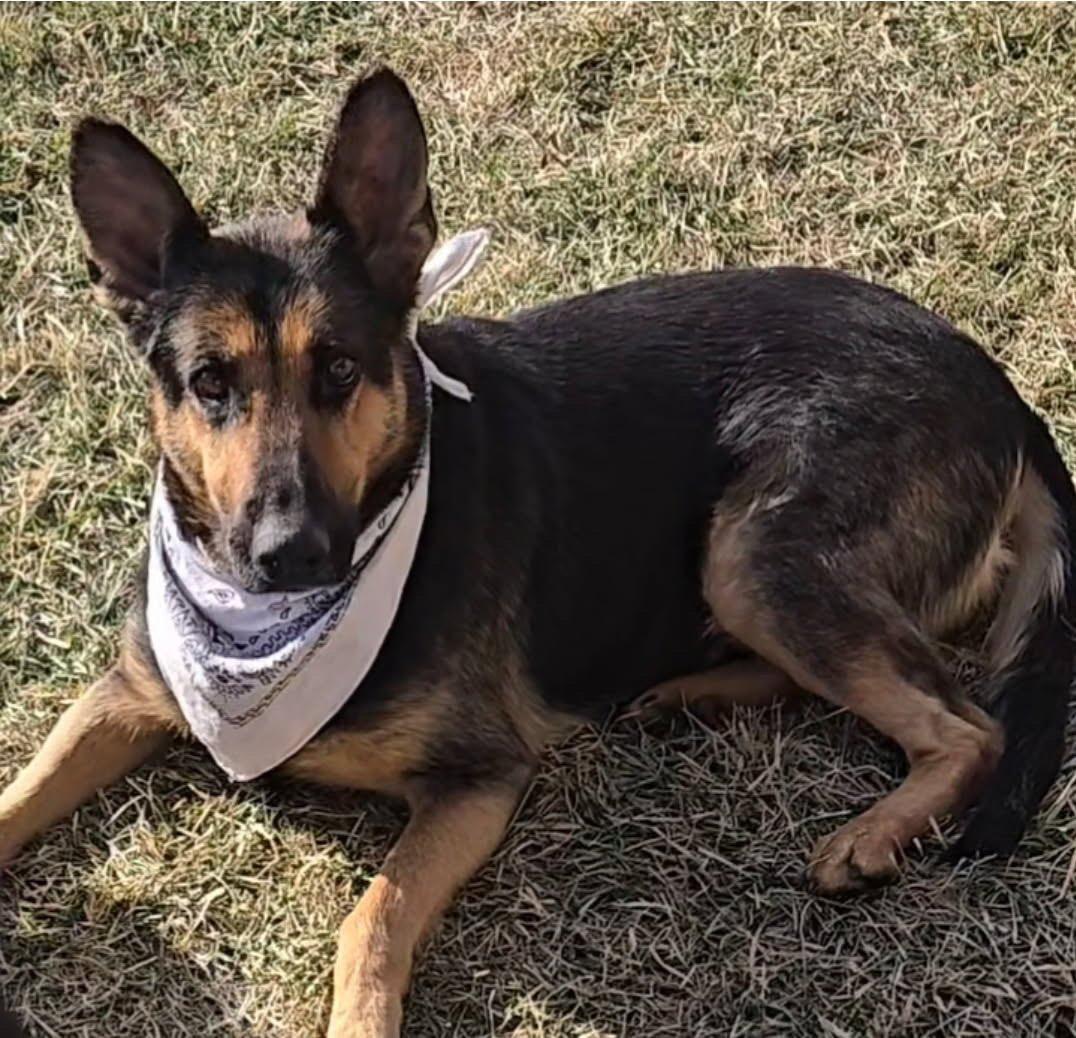 Loki, an adopted German Shepherd Dog in Oswego, IL image 3/4
