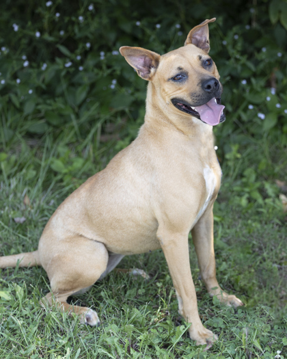 Daisy, Adult Female Terrier