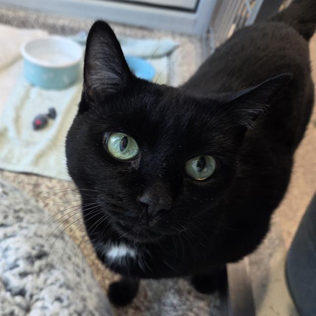 Enlarge LULU, a Adoptable Domestic Short Hair in Centerville, MA image 1/1