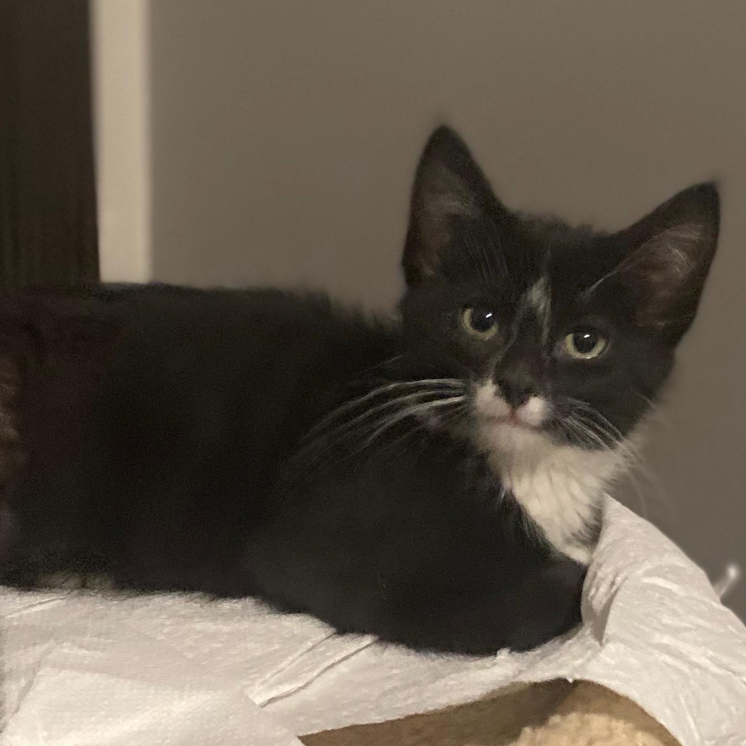 Teddy, Adoptable, Kitten Male Tuxedo & Domestic Short Hair.