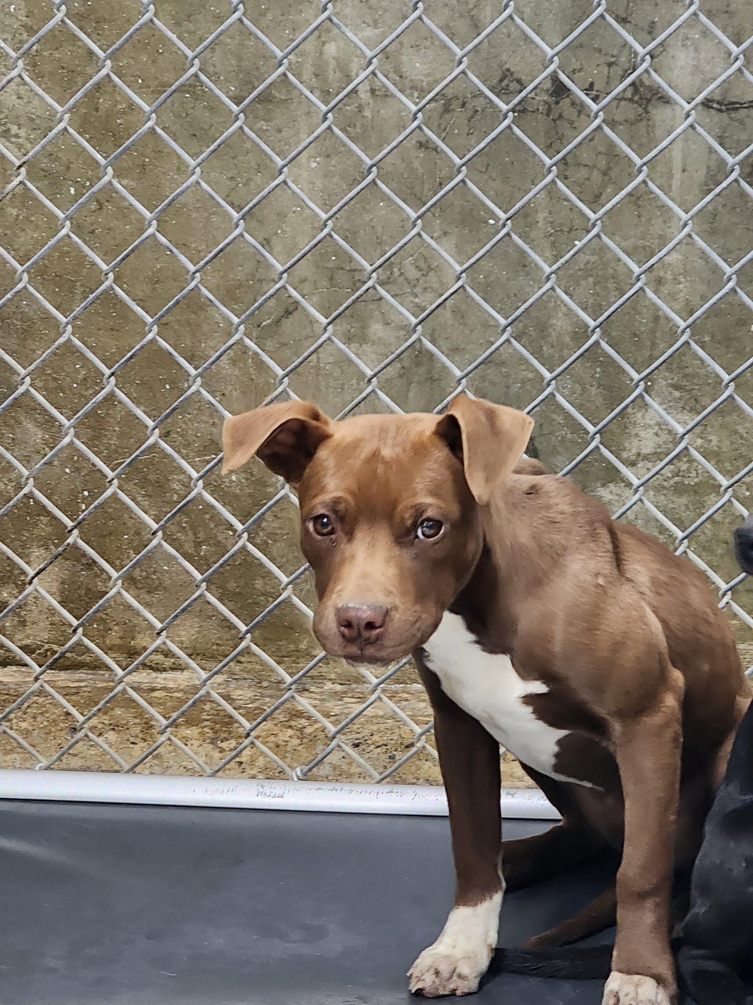 Gina, adopted, Young Female Mixed Breed.