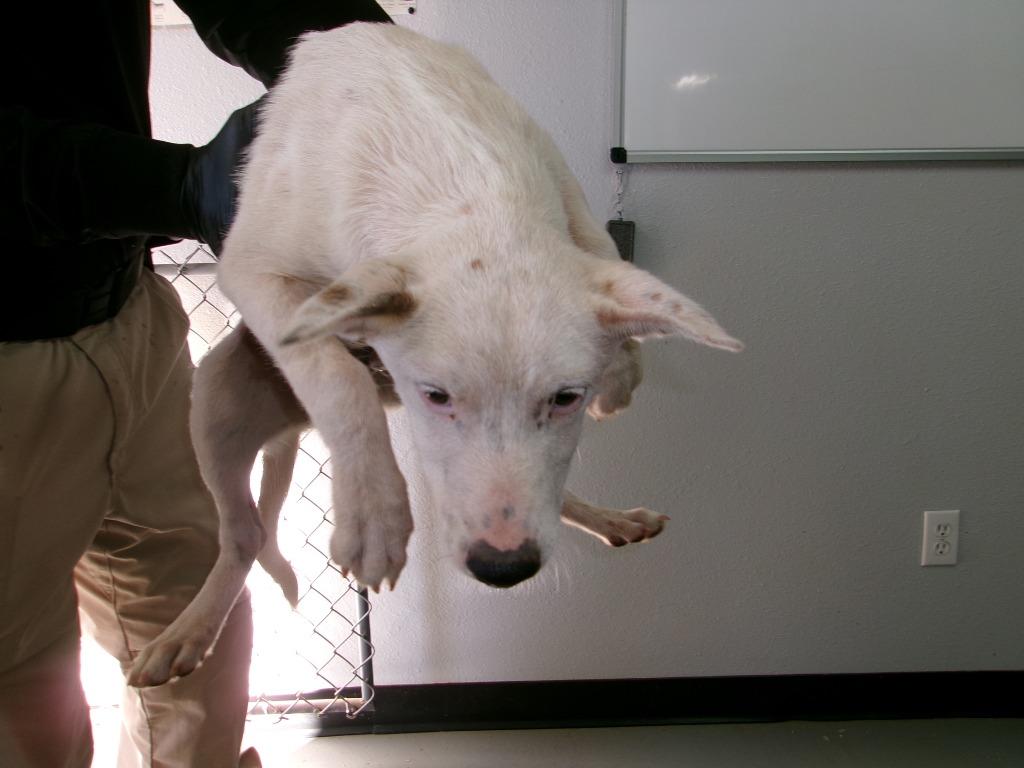 Groucho, Adoptable, Young Male Cattle Dog.