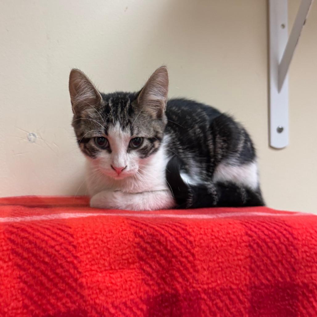 Kylian, a Adoptable Domestic Short Hair in Naperville, IL image 1/6