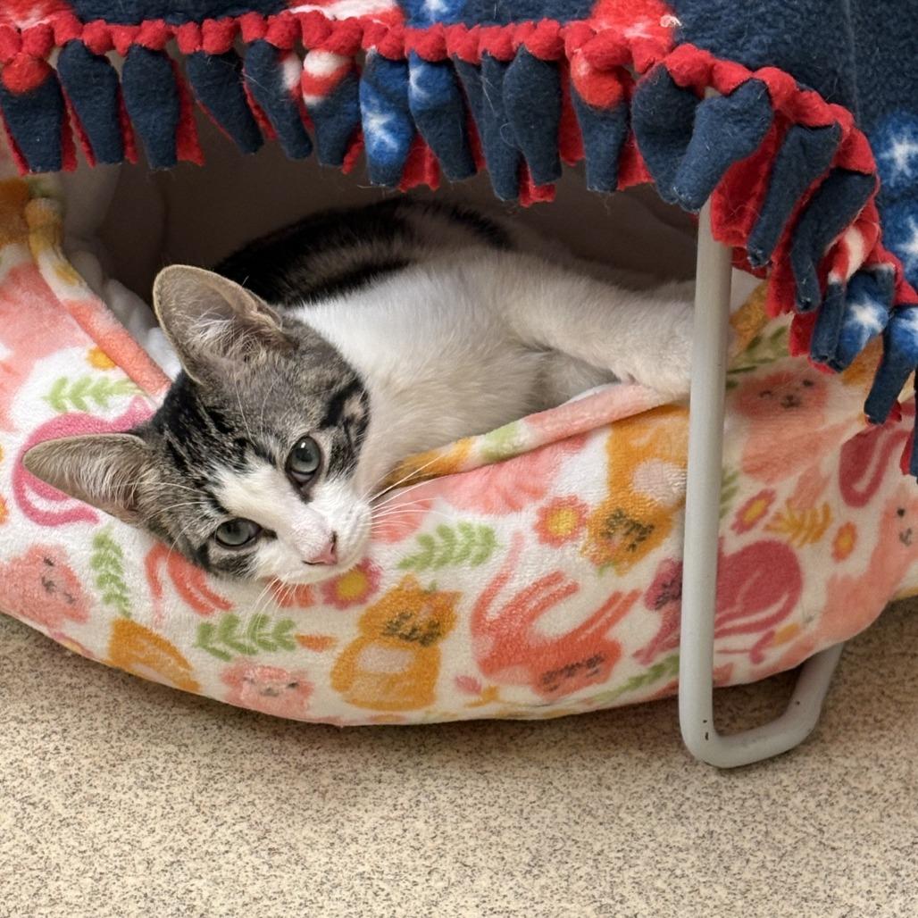 Kylian, a Adoptable Domestic Short Hair in Naperville, IL image 2/6