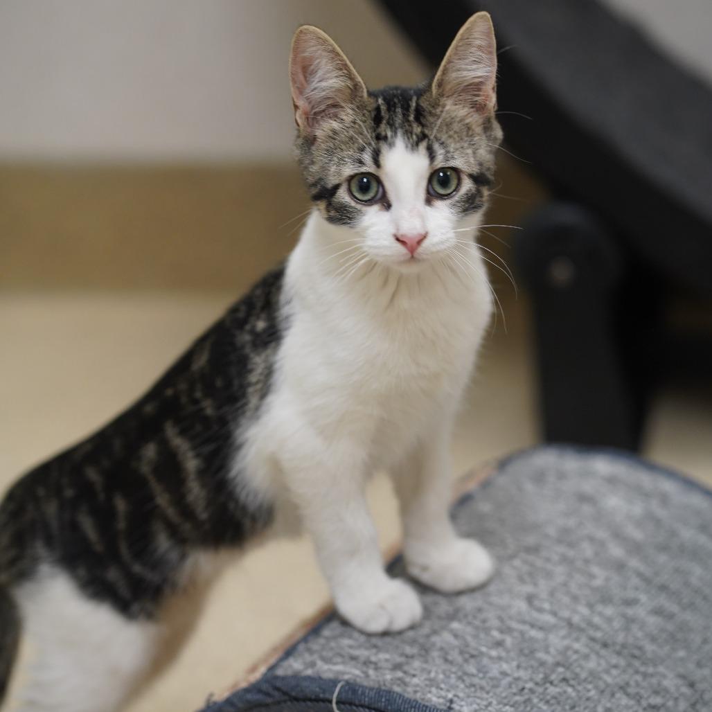 Kylian, a Adoptable Domestic Short Hair in Naperville, IL image 3/6