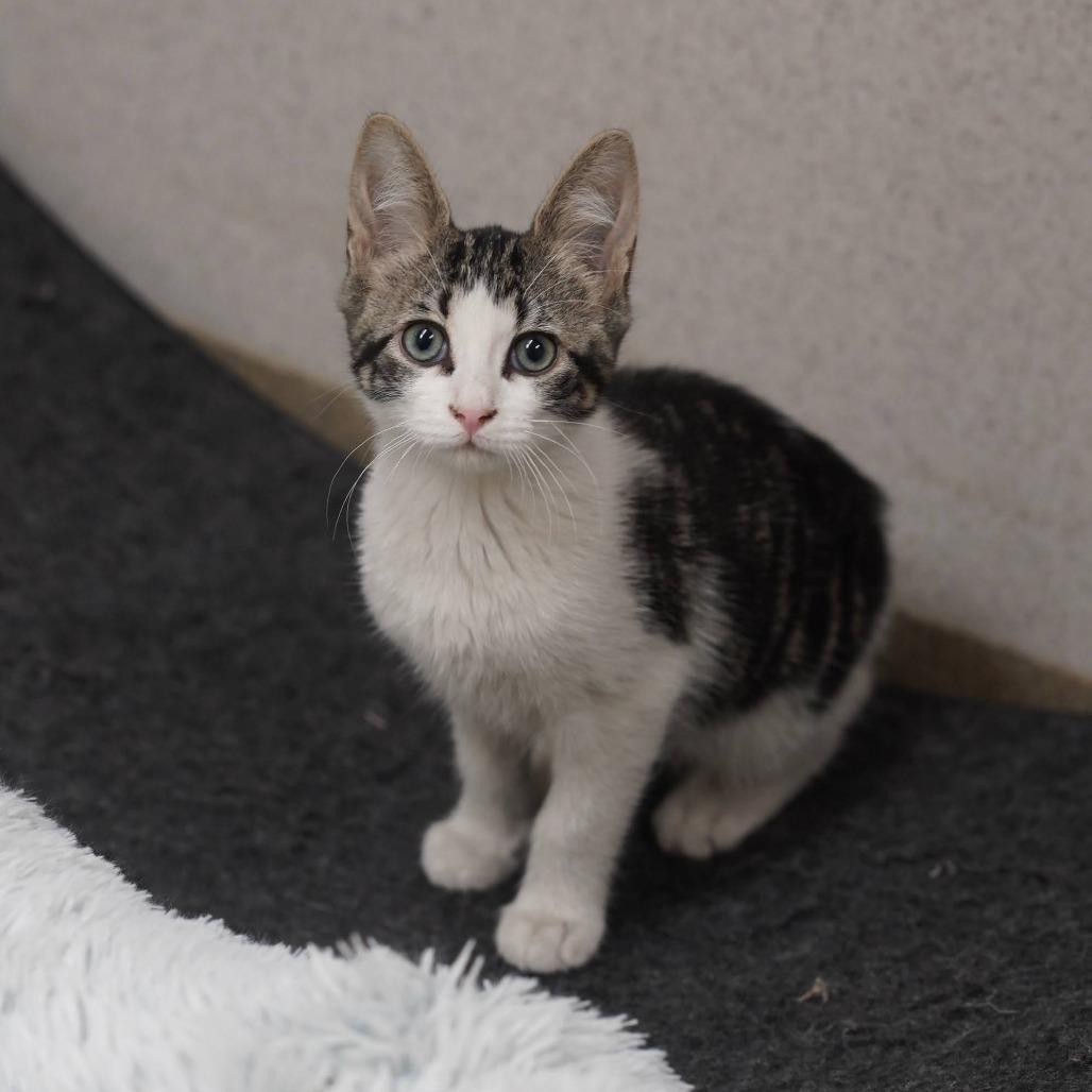 Kylian, a Adoptable Domestic Short Hair in Naperville, IL image 4/6