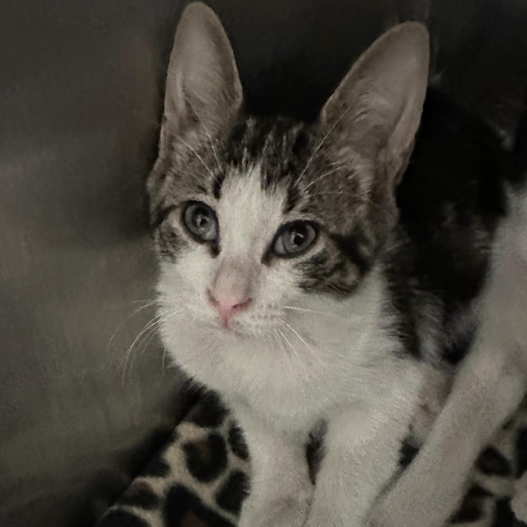 Kylian, a Adoptable Domestic Short Hair in Naperville, IL image 5/6