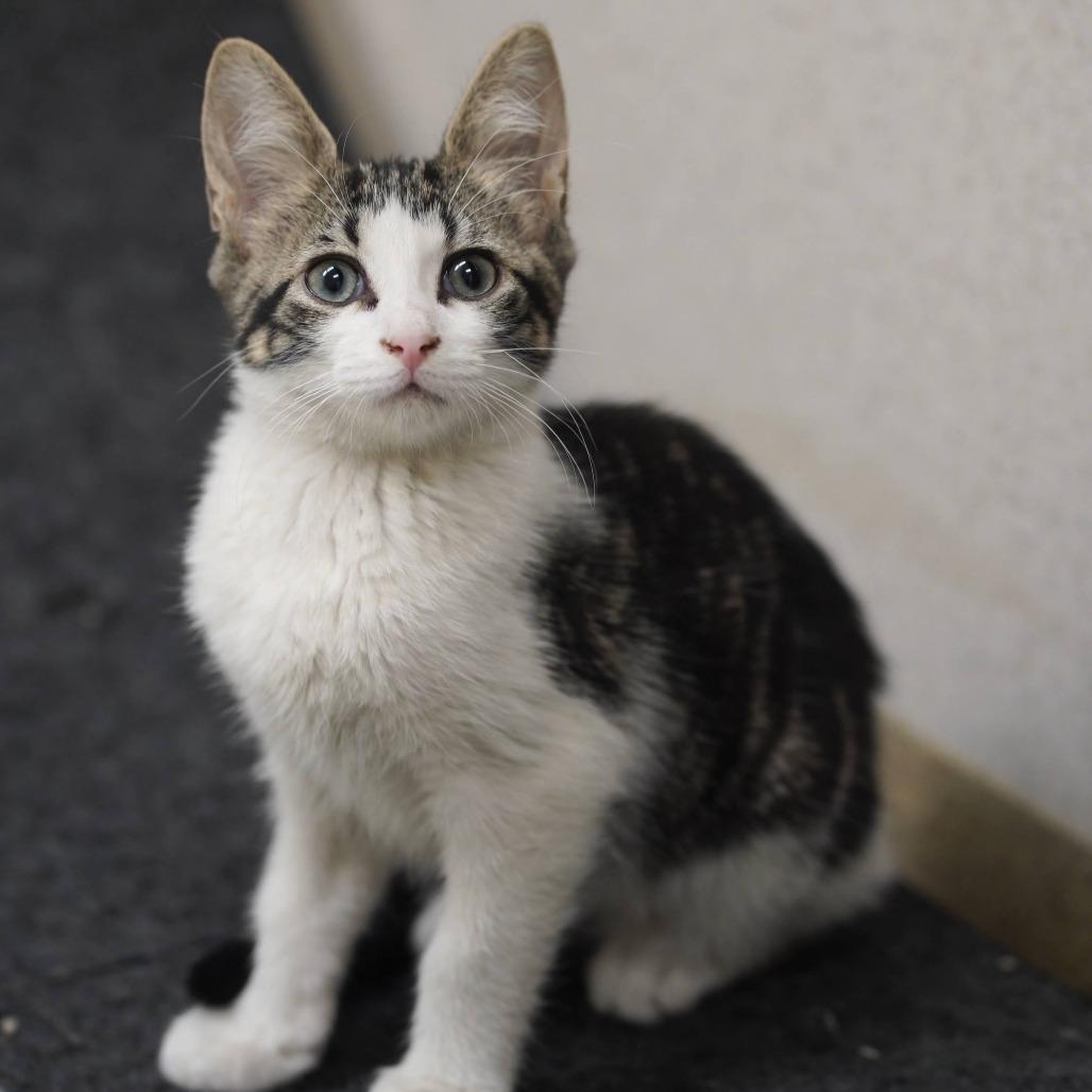 Kylian, a Adoptable Domestic Short Hair in Naperville, IL image 6/6