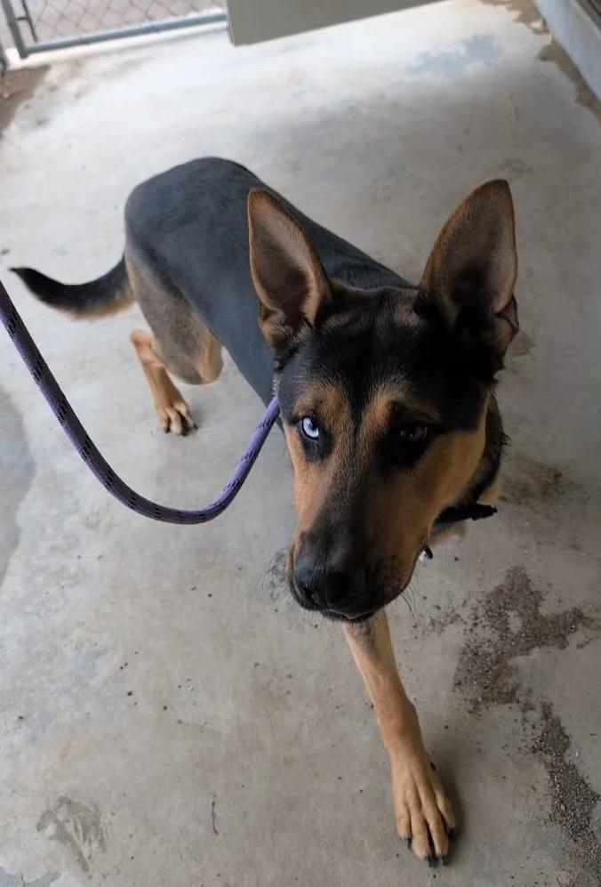 Enlarge Duke, a Adoptable mixed breed in Havre, MT image 1/1