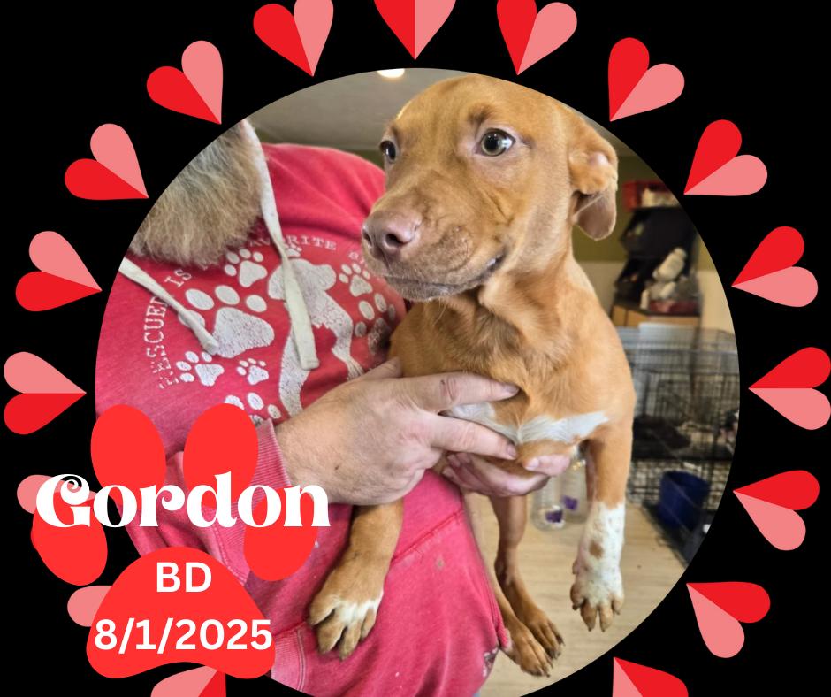 Enlarge Gordon, an adopted mixed breed in Marion, IN image 1/1