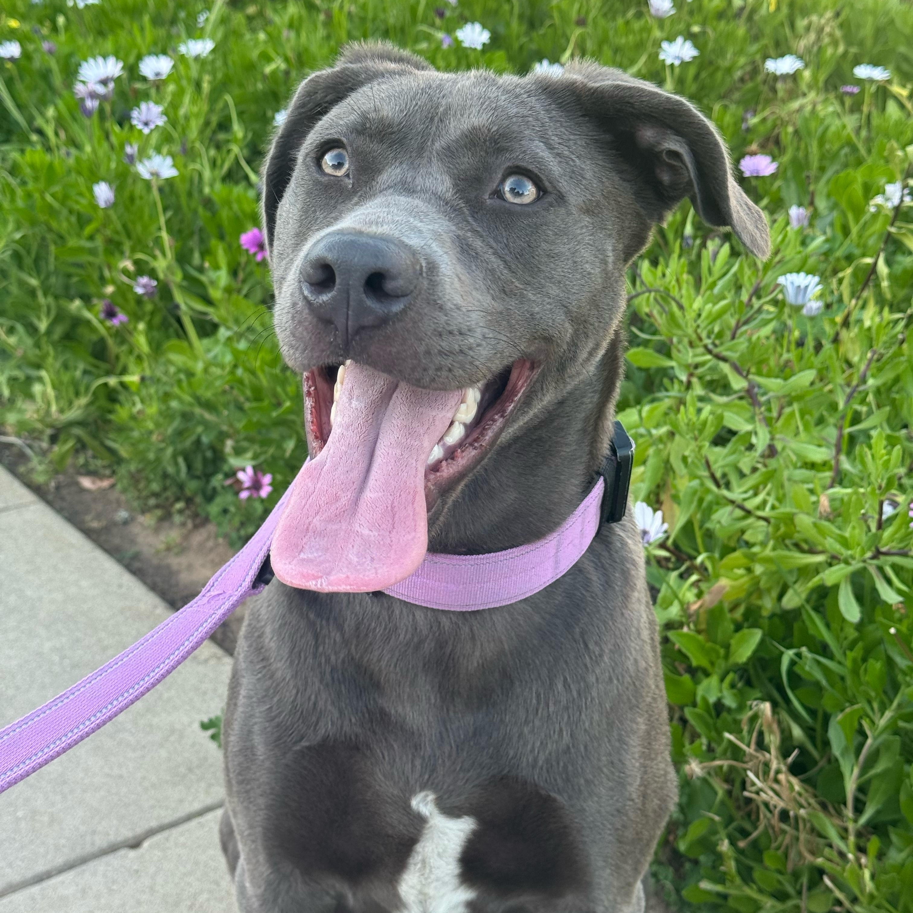 Enlarge Olive, an adopted mixed breed in Oceanside, CA image 3/3