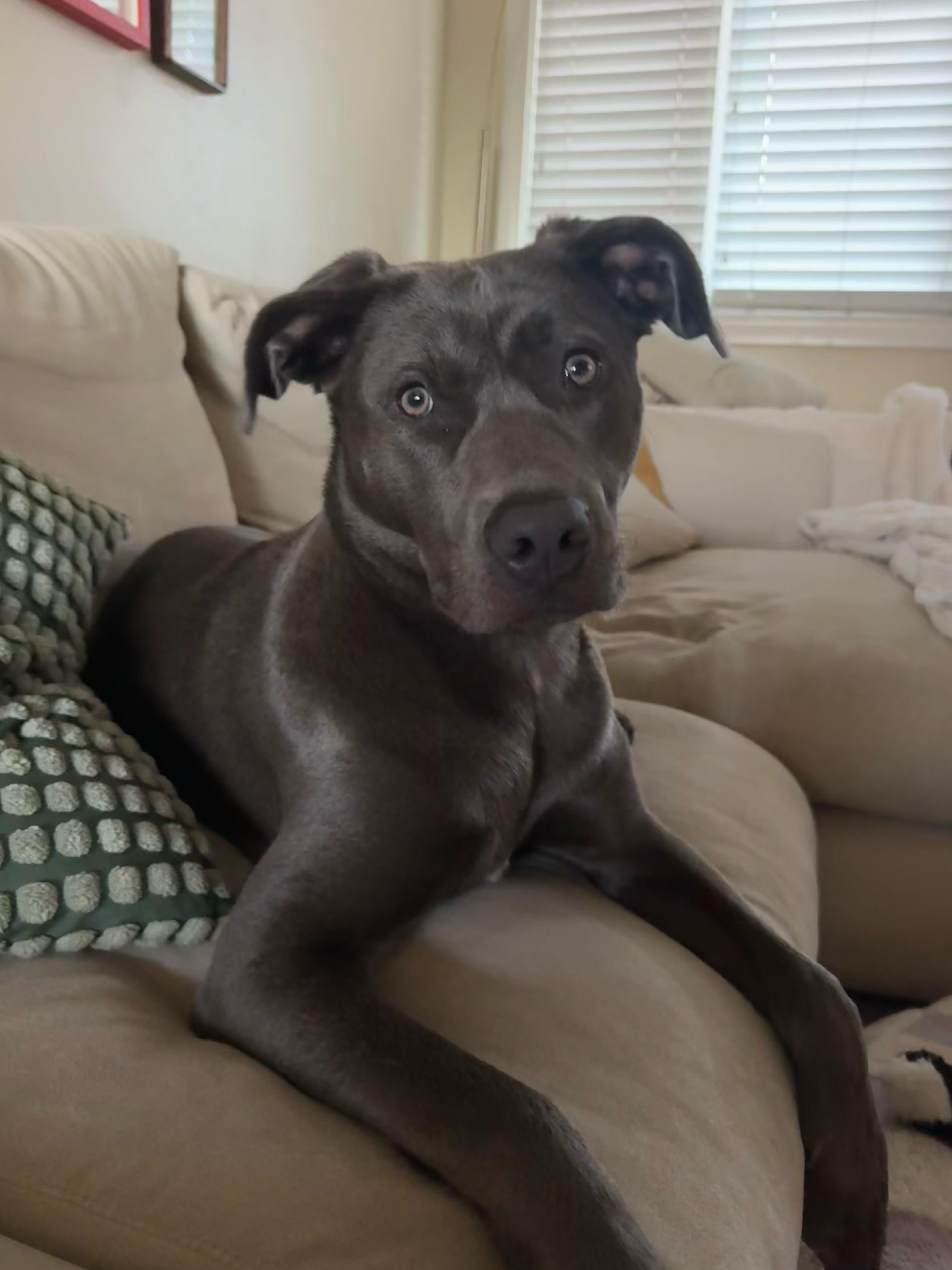 Olive, adopted, Puppy Female Pit Bull Terrier & Belgian Shepherd / Malinois.