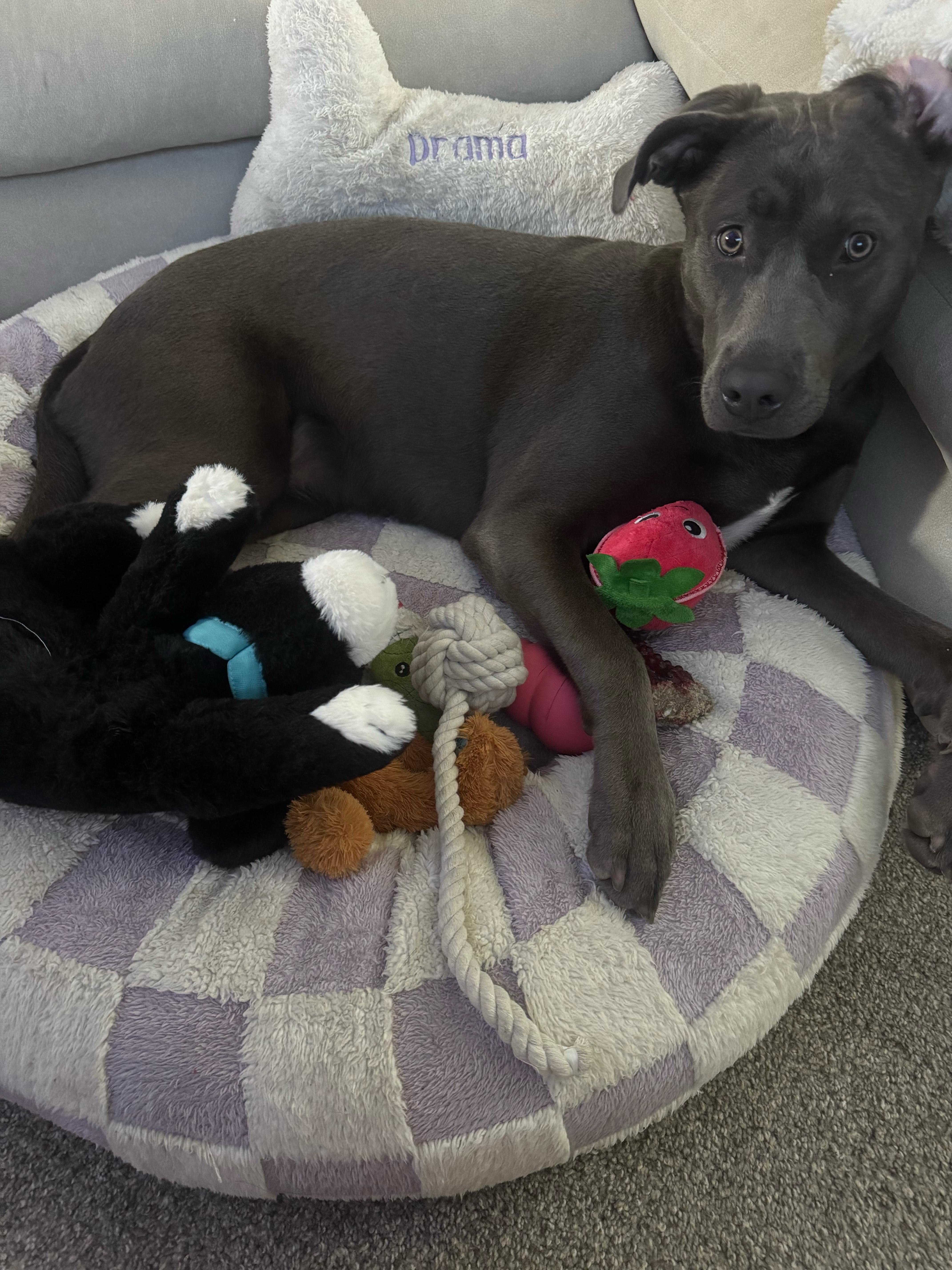 Enlarge Olive, an adopted mixed breed in Oceanside, CA image 2/3