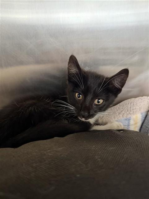 FLUFFY, Adoptable, Kitten Male Domestic Medium Hair.