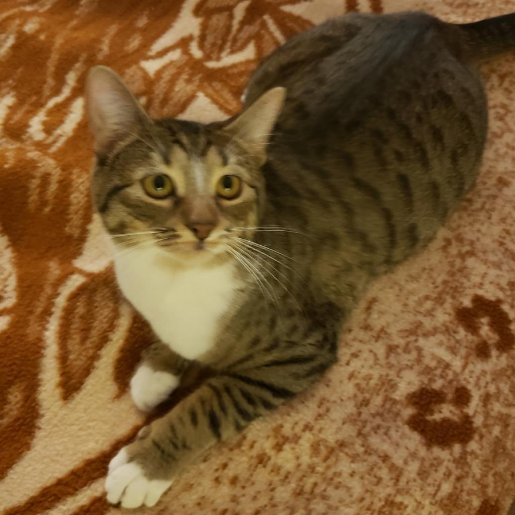 Enlarge Joline, a Adoptable Domestic Short Hair in Houston, TX image 1/6
