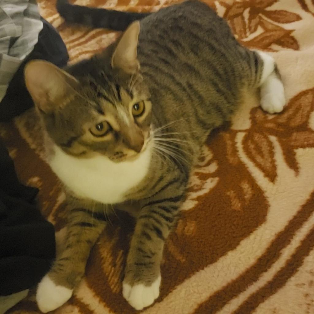 Enlarge Joline, a Adoptable Domestic Short Hair in Houston, TX image 2/6