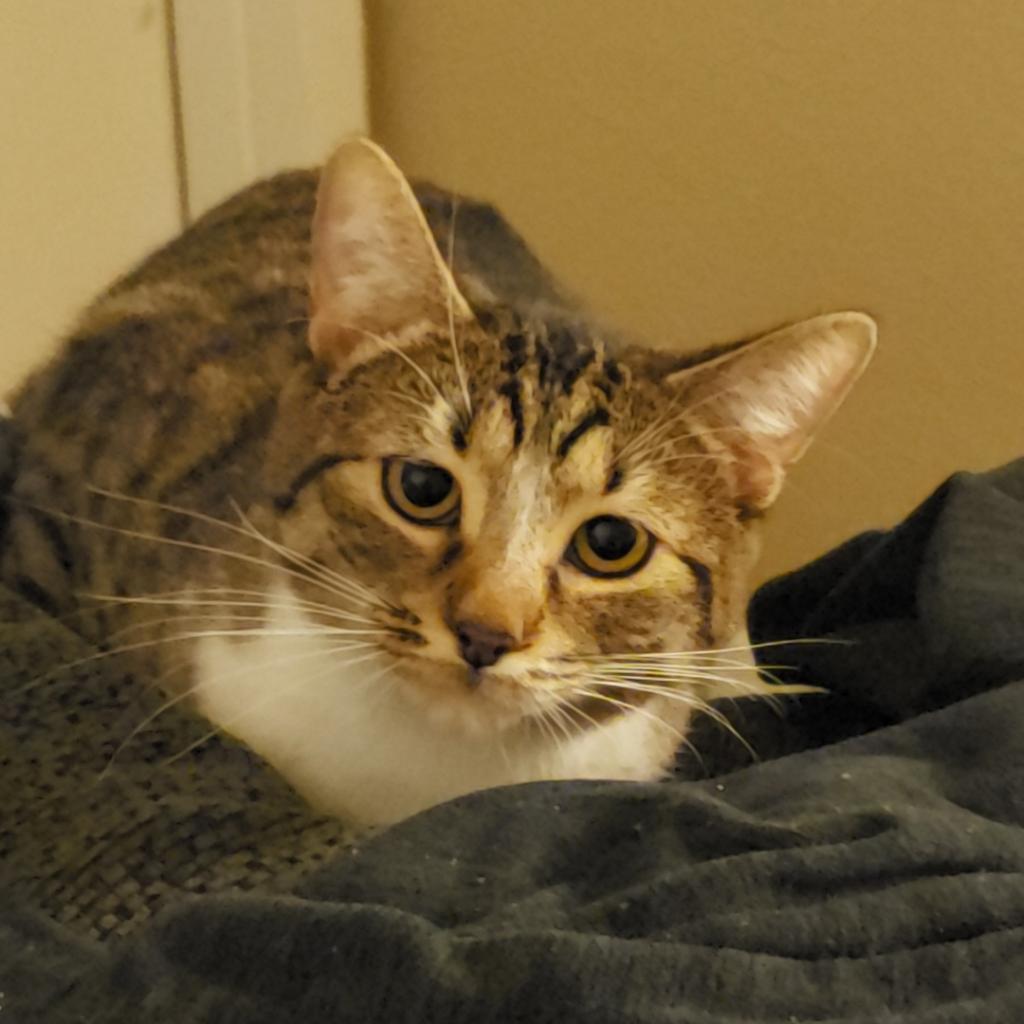 Enlarge Joline, a Adoptable Domestic Short Hair in Houston, TX image 3/6